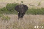 Afrikaanse olifant (Loxodonta africana)