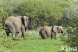 Afrikaanse olifant (Loxodonta africana)