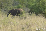 Afrikaanse olifant (Loxodonta africana)