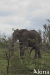 Afrikaanse olifant (Loxodonta africana)