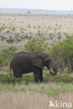 Afrikaanse olifant (Loxodonta africana)