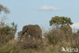 Afrikaanse olifant (Loxodonta africana)