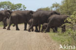 Afrikaanse olifant (Loxodonta africana)