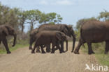 Afrikaanse olifant (Loxodonta africana)