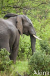 Afrikaanse olifant (Loxodonta africana)