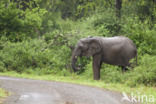 Afrikaanse olifant (Loxodonta africana)