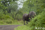 Afrikaanse olifant (Loxodonta africana)