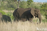 Afrikaanse olifant (Loxodonta africana)