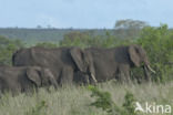 Afrikaanse olifant (Loxodonta africana)