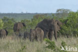 Afrikaanse olifant (Loxodonta africana)