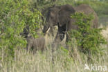 Afrikaanse olifant (Loxodonta africana)