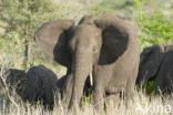 Afrikaanse olifant (Loxodonta africana)