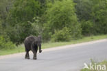 Afrikaanse olifant (Loxodonta africana)