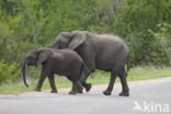 Afrikaanse olifant (Loxodonta africana)