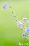 Field Forget-me-not (Myosotis arvensis var. versicolor)