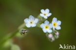 Field Forget-me-not (Myosotis arvensis)