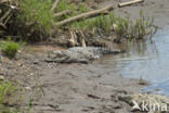 American Crocodile (Crocodylus acutus acutus)