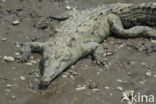 American Crocodile (Crocodylus acutus acutus)