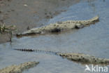 American Crocodile (Crocodylus acutus acutus)