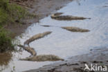 American Crocodile (Crocodylus acutus acutus)