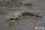 American Crocodile (Crocodylus acutus acutus)