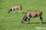 Common Eland (Tragelaphus oryx)