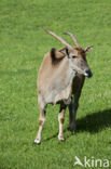 Common Eland (Tragelaphus oryx)