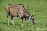 Common Eland (Tragelaphus oryx)