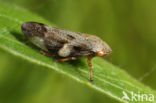 Aphrophora alni