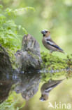 Hawfinch (Coccothraustes coccothraustes)