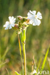 Avondkoekoeksbloem (Silene latifolia)