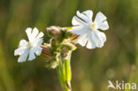 Avondkoekoeksbloem (Silene latifolia)