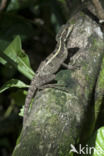 Basiliscus vittatus