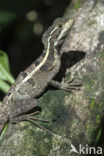 Basiliscus vittatus