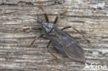 Masked hunter (Reduvius personatus)