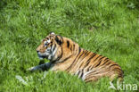 Bengal Tiger (Panthera tigris tigris)