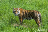 Bengal Tiger (Panthera tigris tigris)