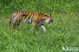 Bengal Tiger (Panthera tigris tigris)