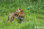 Bengal Tiger (Panthera tigris tigris)