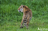 Bengal Tiger (Panthera tigris tigris)