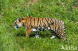 Bengal Tiger (Panthera tigris tigris)