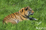 Bengal Tiger (Panthera tigris tigris)
