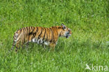 Bengal Tiger (Panthera tigris tigris)