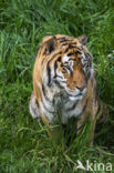 Bengal Tiger (Panthera tigris tigris)