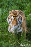 Bengal Tiger (Panthera tigris tigris)