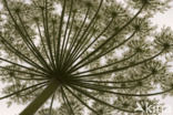 Giant Hogweed (Heracleum mantegazzianum)