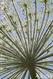 Giant Hogweed (Heracleum mantegazzianum)