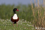 Bergeend (Tadorna tadorna)