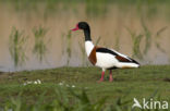 Shelduck (Tadorna tadorna)