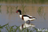 Shelduck (Tadorna tadorna)